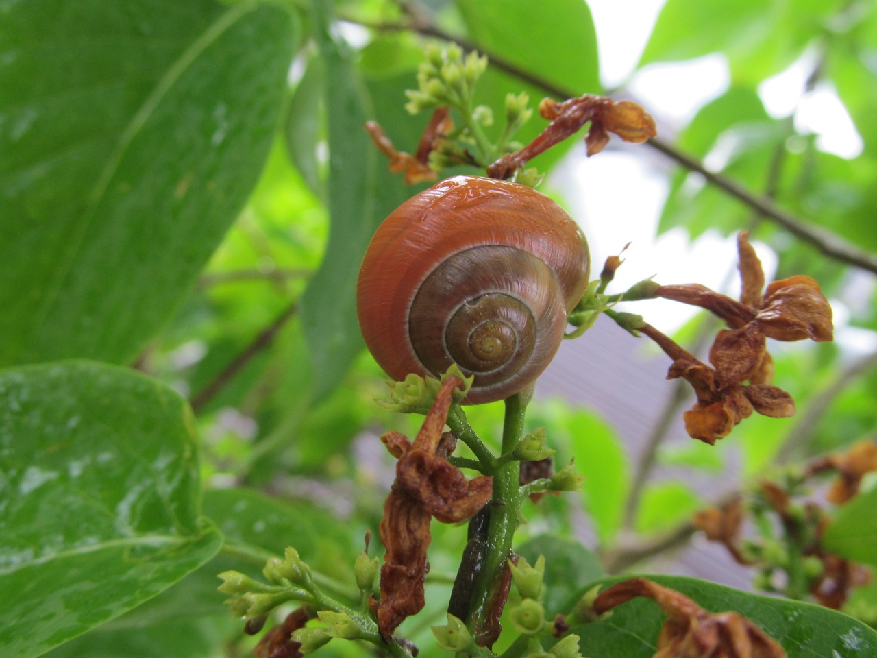 snail shell nature free photo