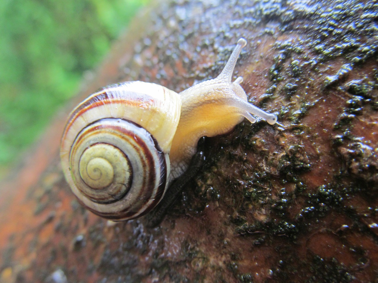 snail tree rain free photo