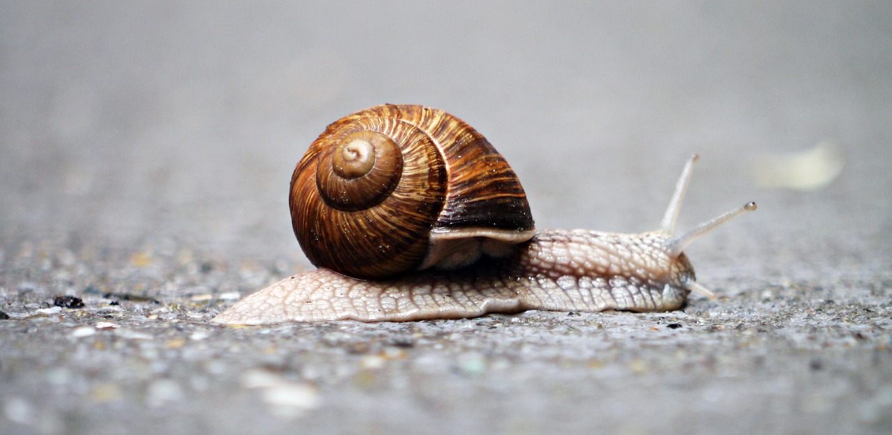 snail animal snail shell free photo