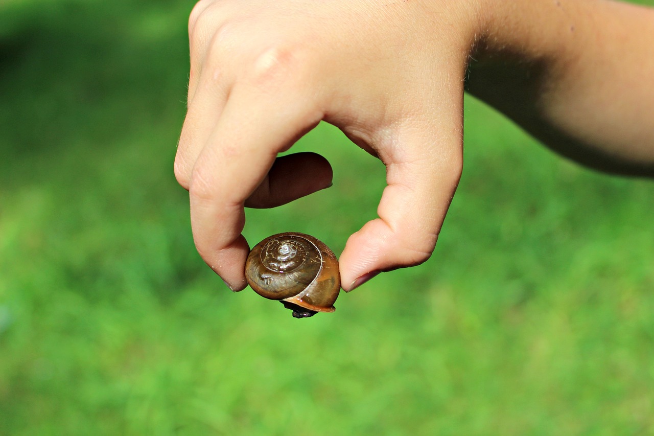 snail brown summer free photo