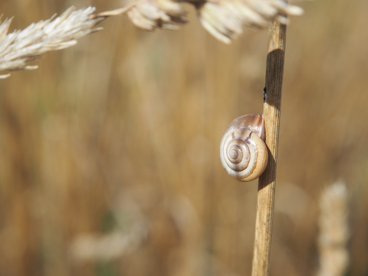snail shell cereals free photo