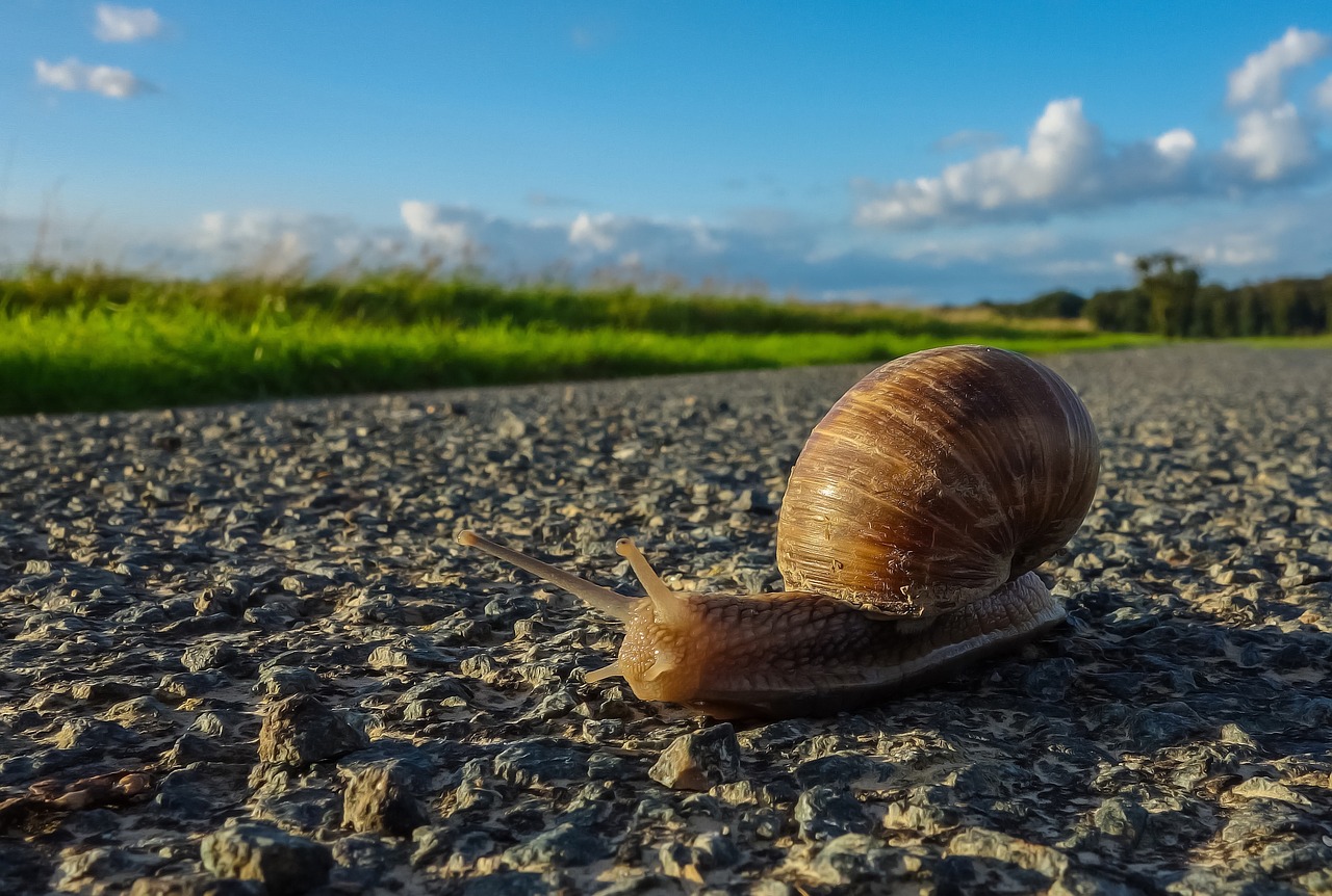 snail road nature free photo