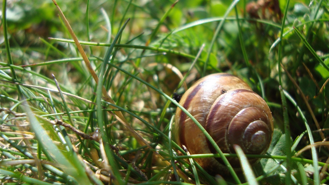 snail shell spiral pattern free photo