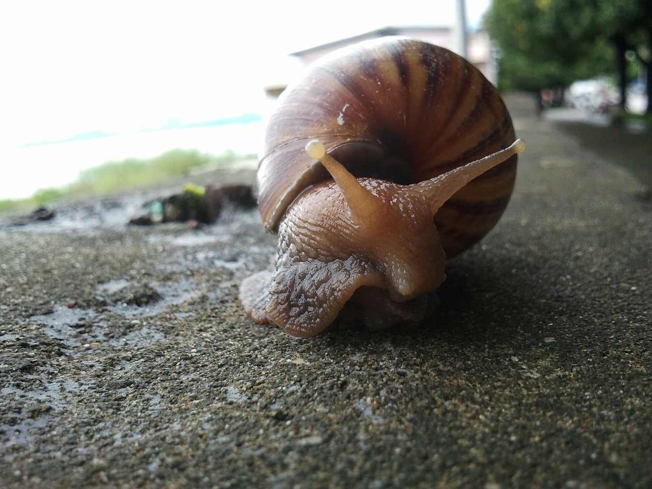 snail mollusc shell free photo