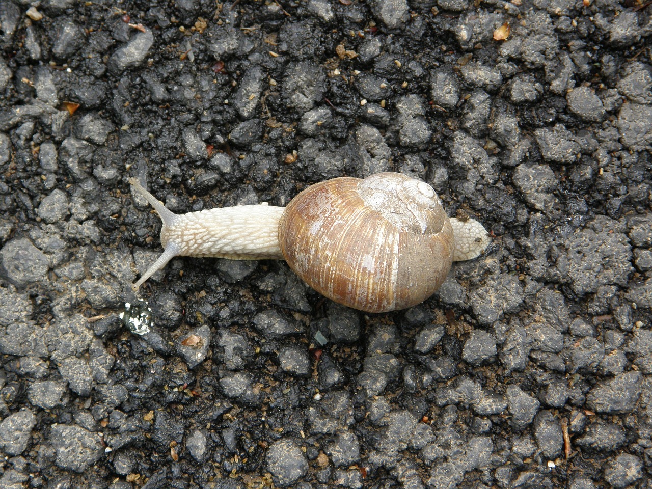 snail mollusk nature free photo