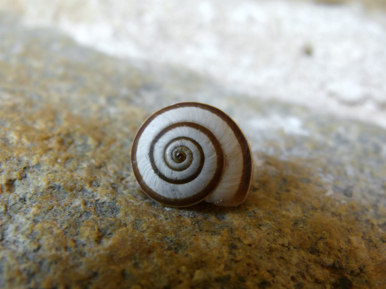 snail shell spiral free photo