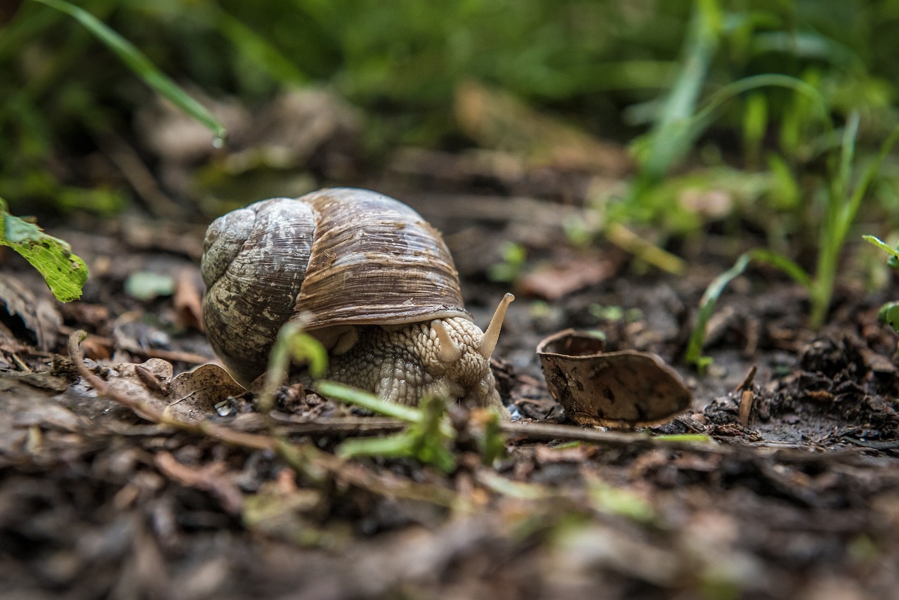 snail nature forest free photo