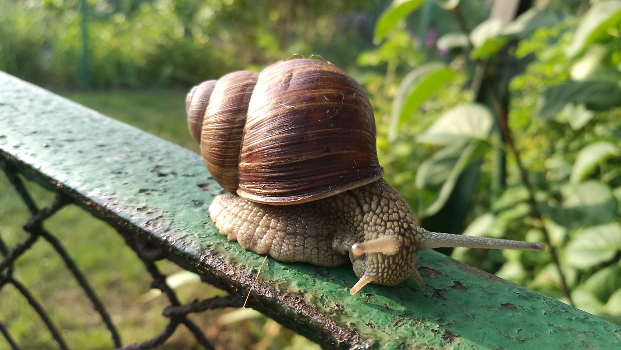 snail nature antennae free photo