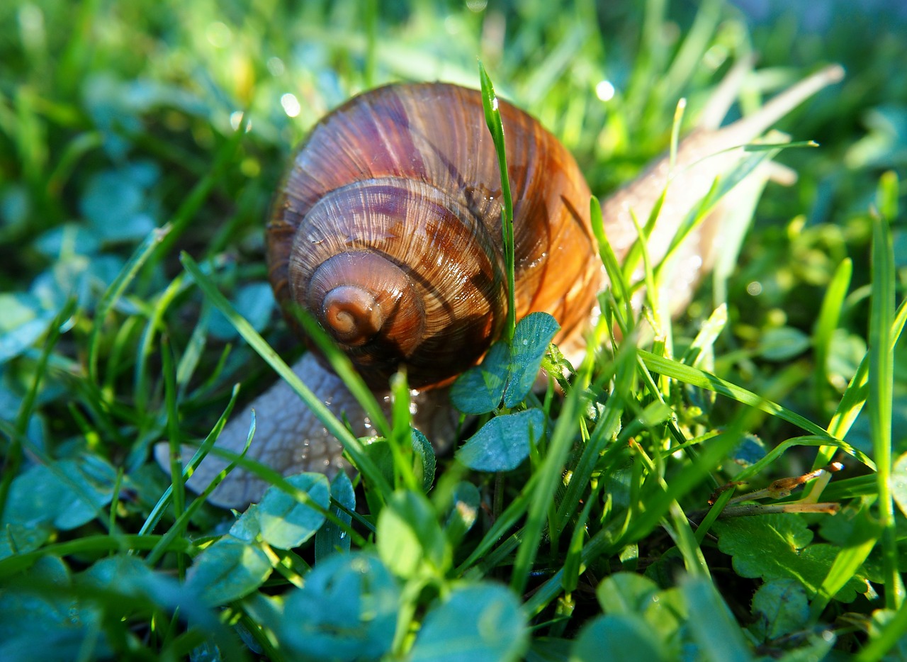 snail shell snail shells free photo
