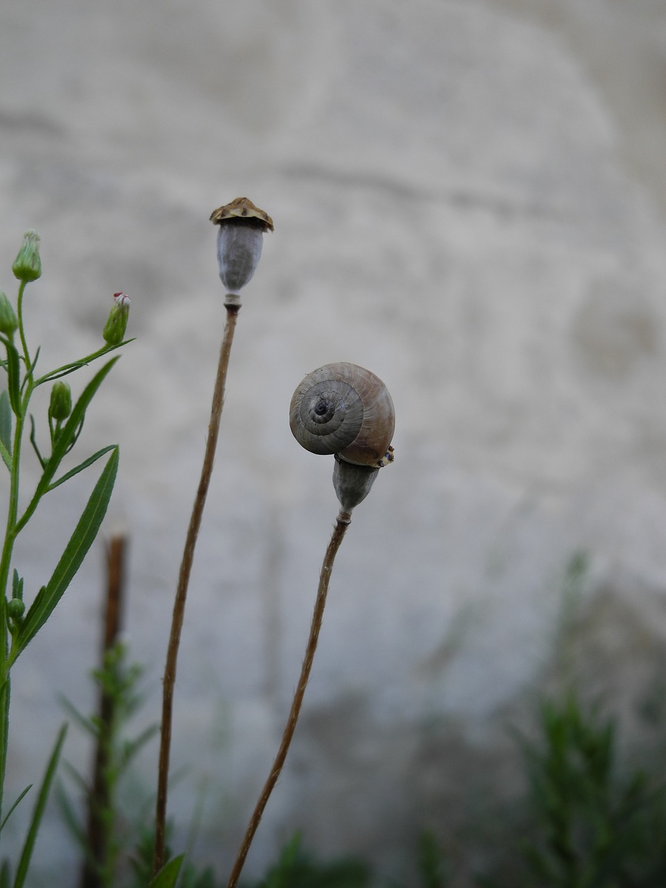 snail plant macro free photo