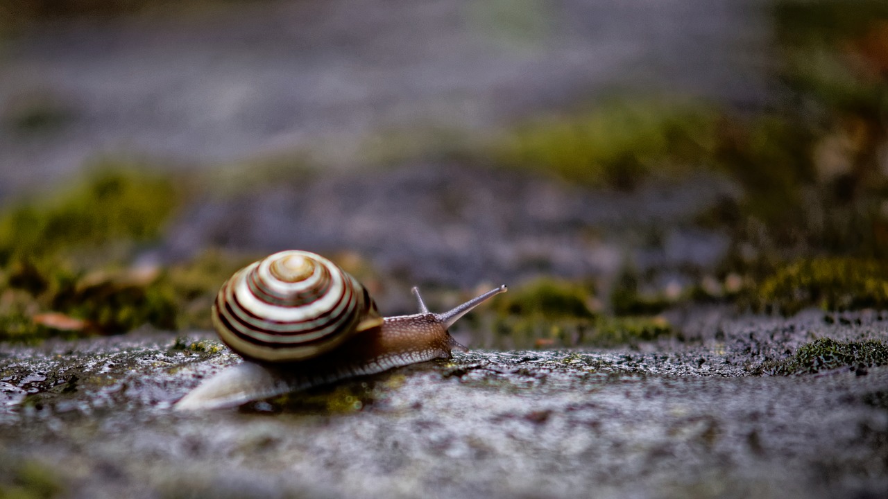 snail animal slowly free photo