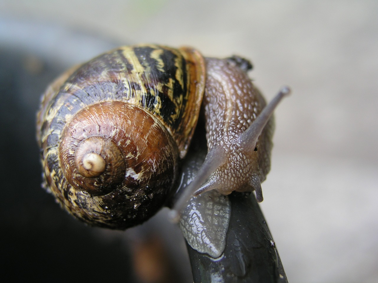 snail mollusk insect free photo