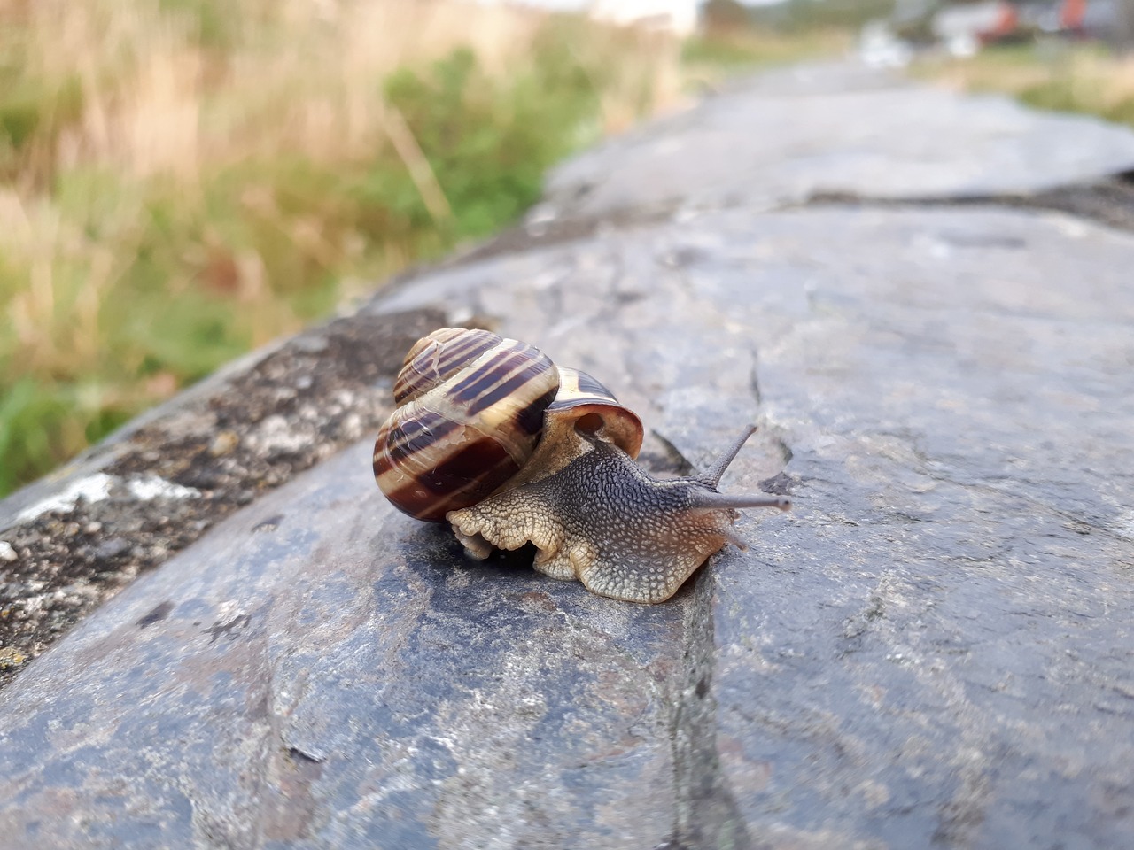 snail insect wildlife free photo