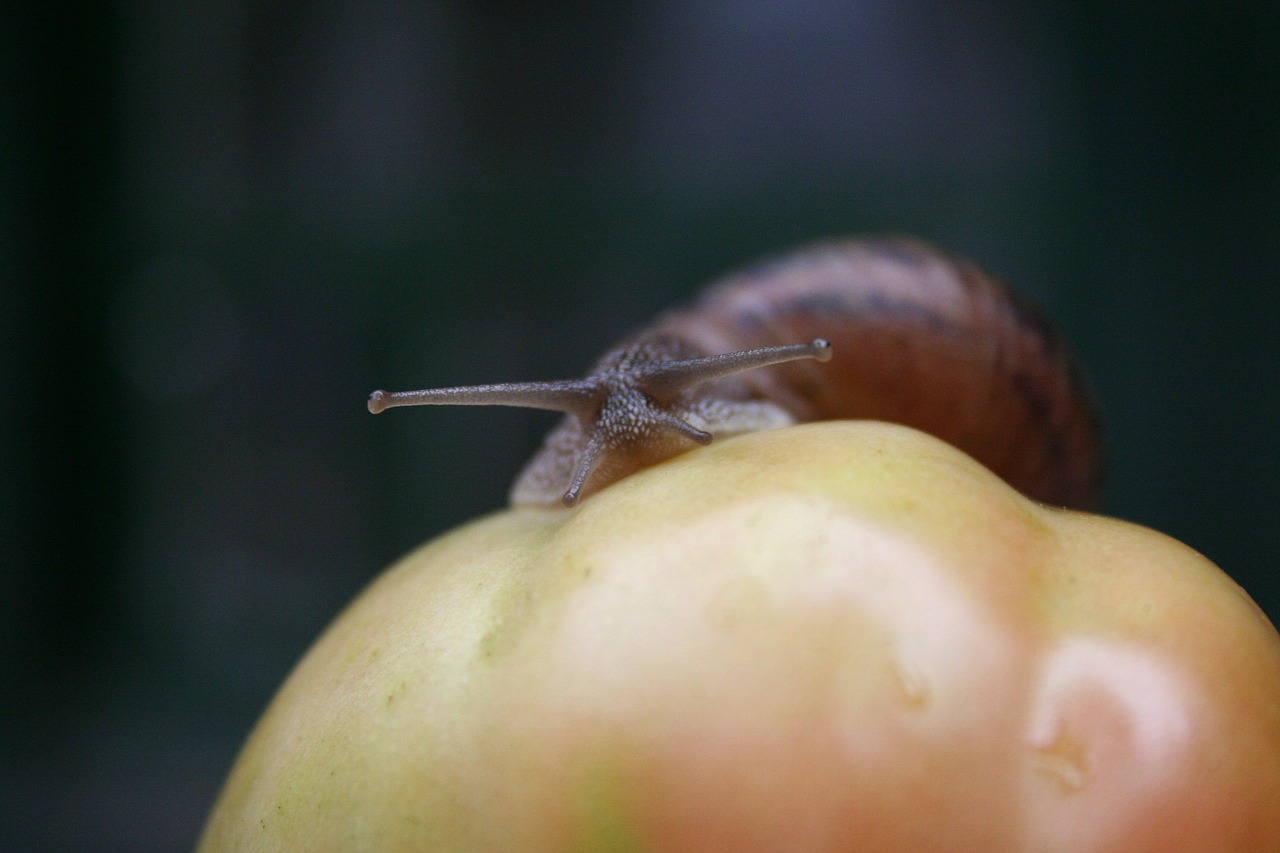 snail tomato snail shell free photo