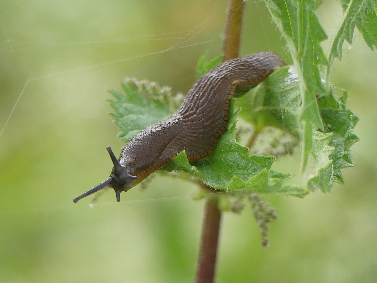 snail slug mucus free photo