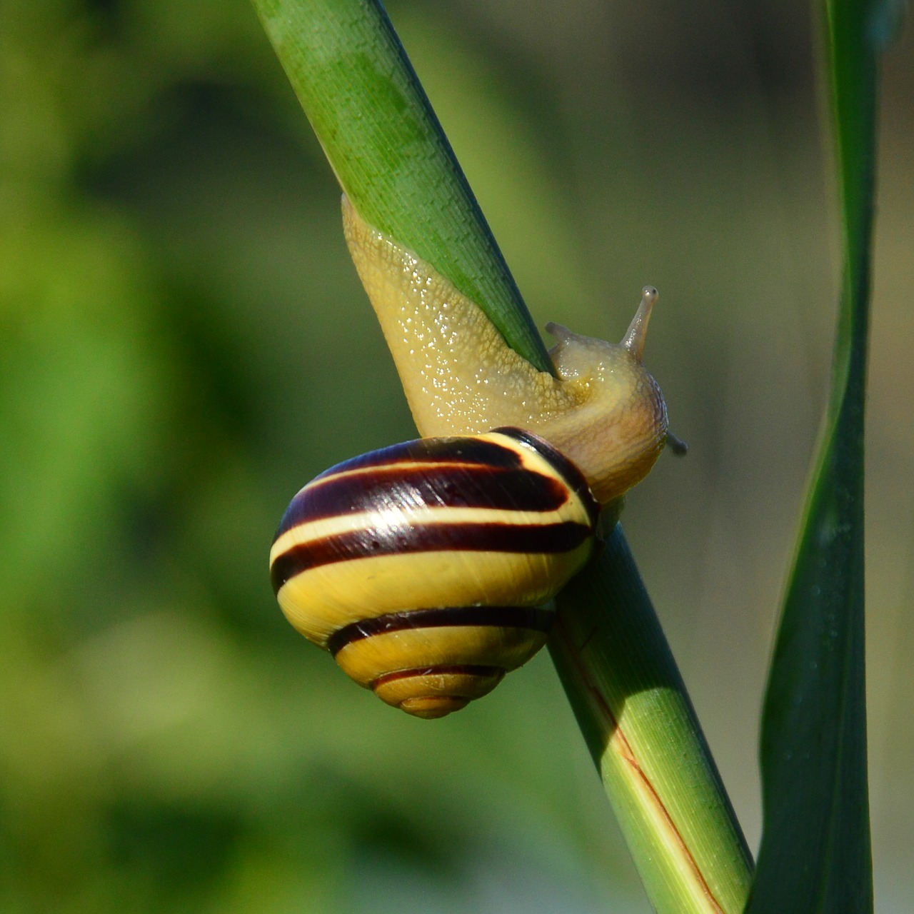 snail reeds nature free photo