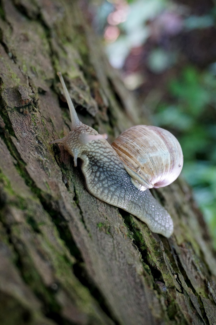 snail tree bark free photo