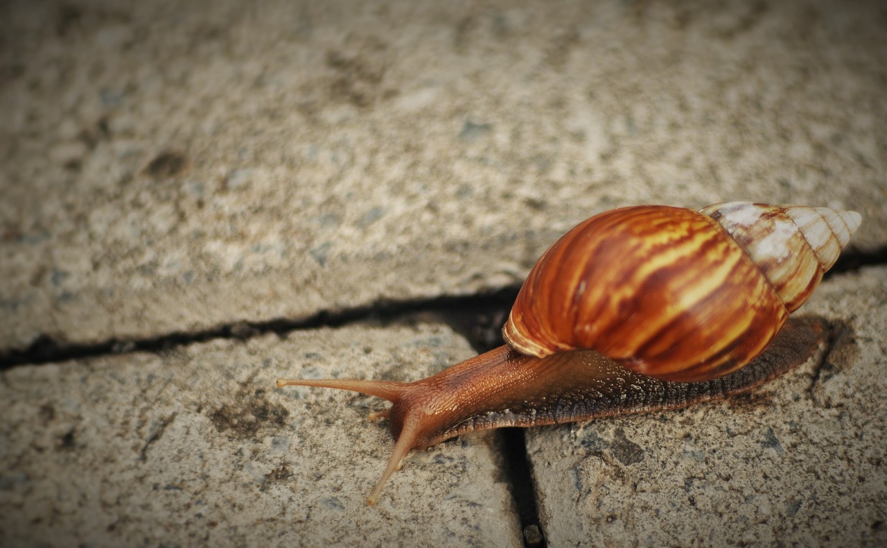 snail nature natural free photo