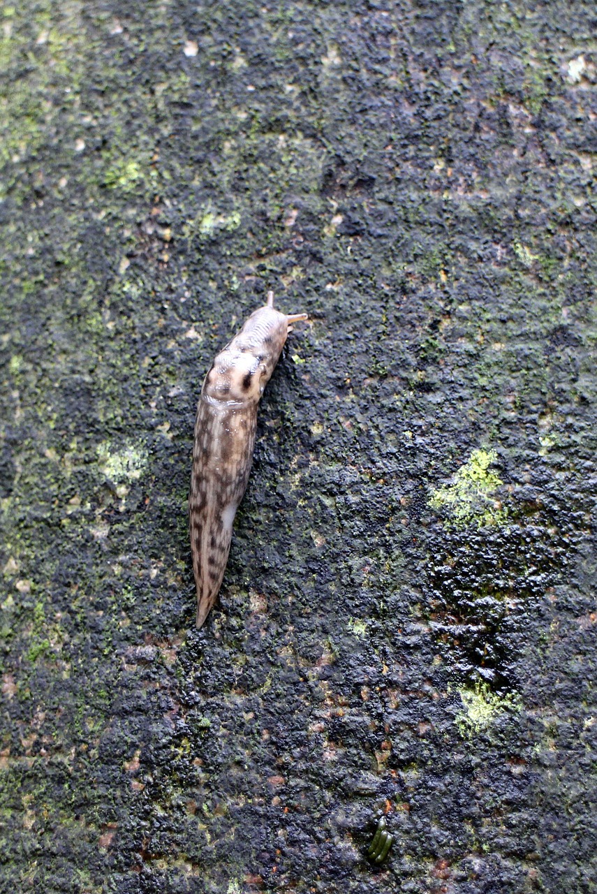 snail slug tigerschnegel free photo