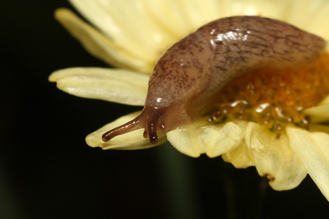 snail baby small free photo