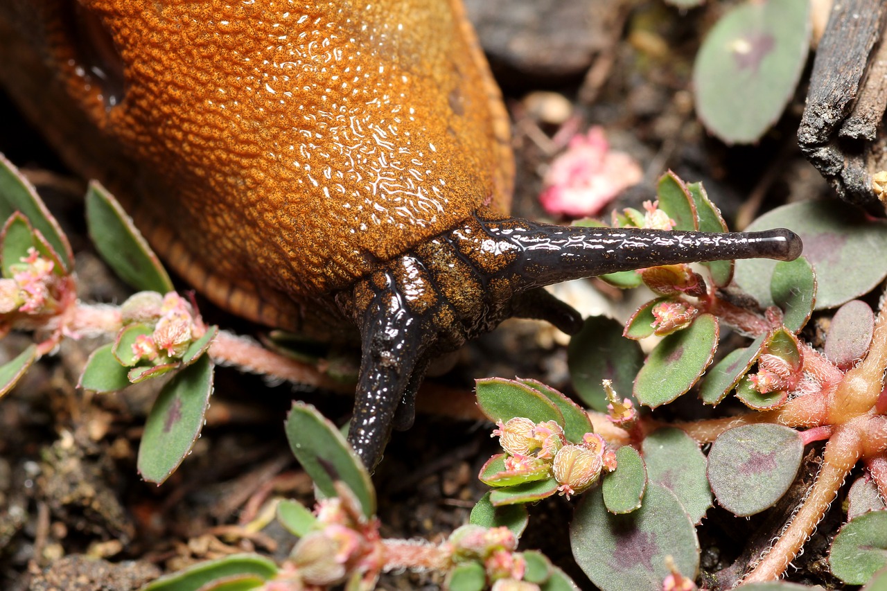 snail eyes macro free photo