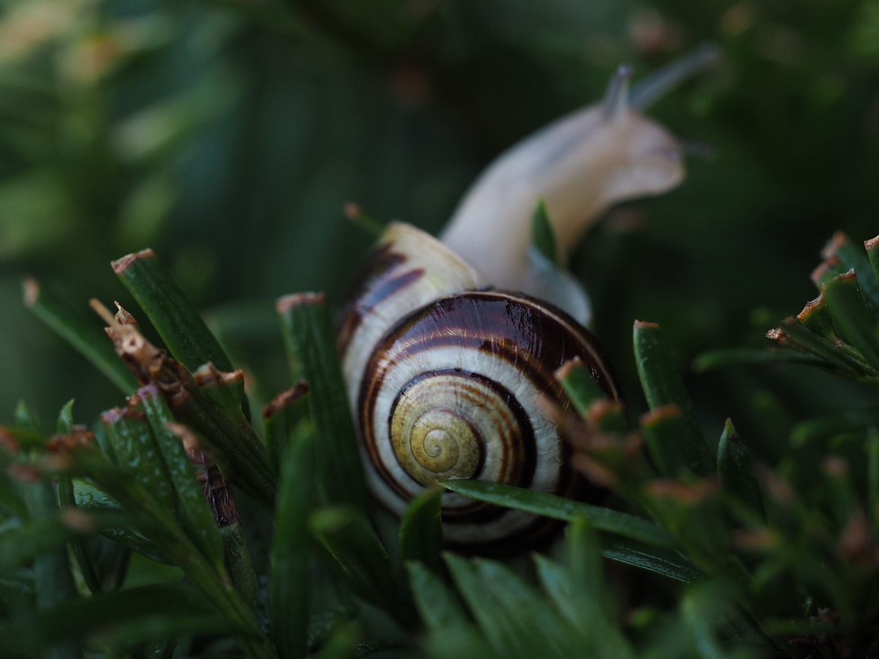 snail garden shell free photo