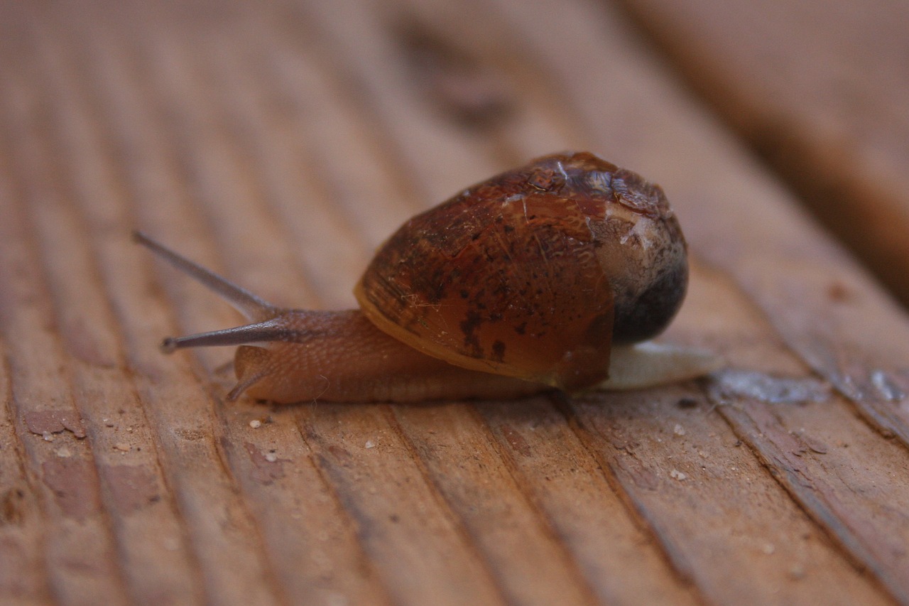 snail shell mollusk free photo