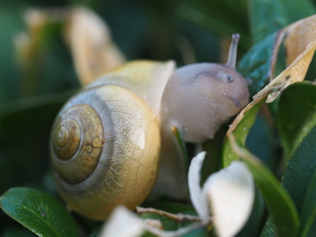 snail garden shell free photo