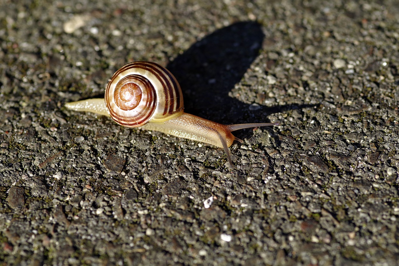 snail seashell strips free photo