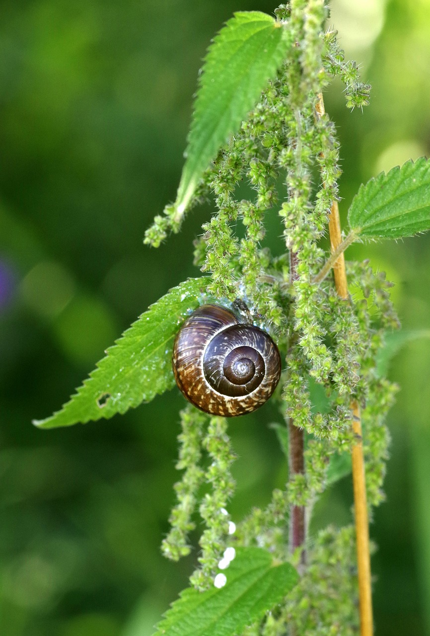 snail seashell curved free photo