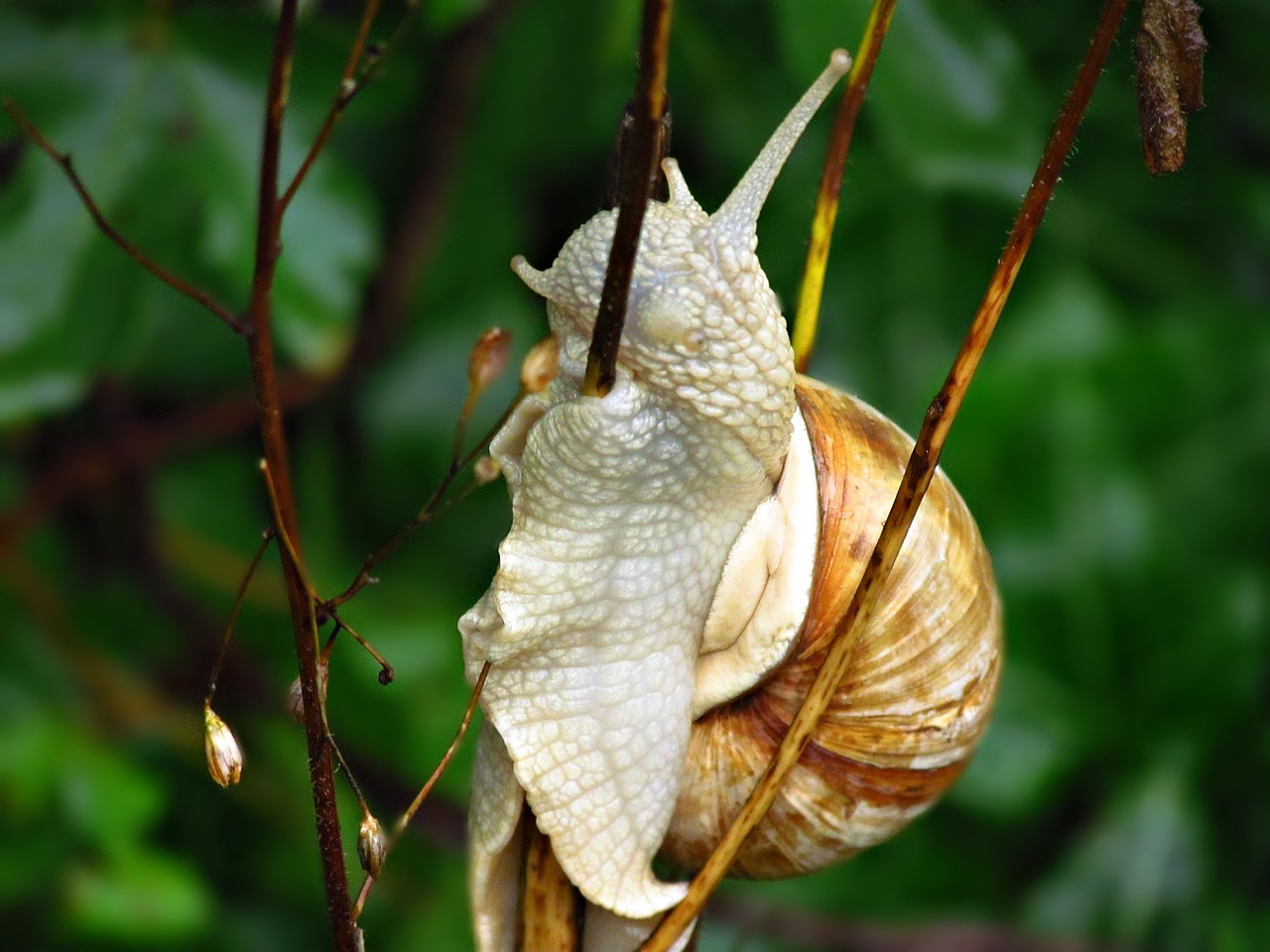 snail bush free pictures free photo