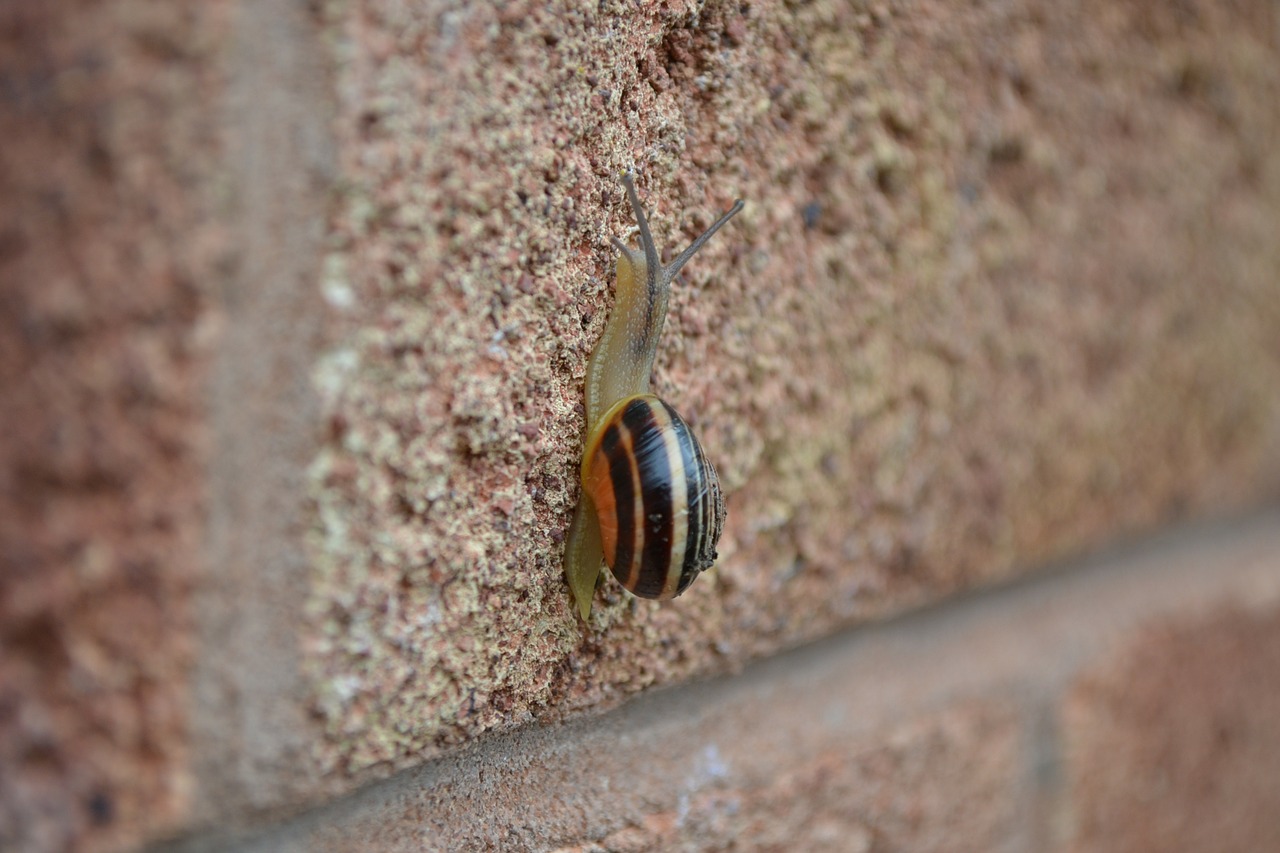 snail garden small free photo