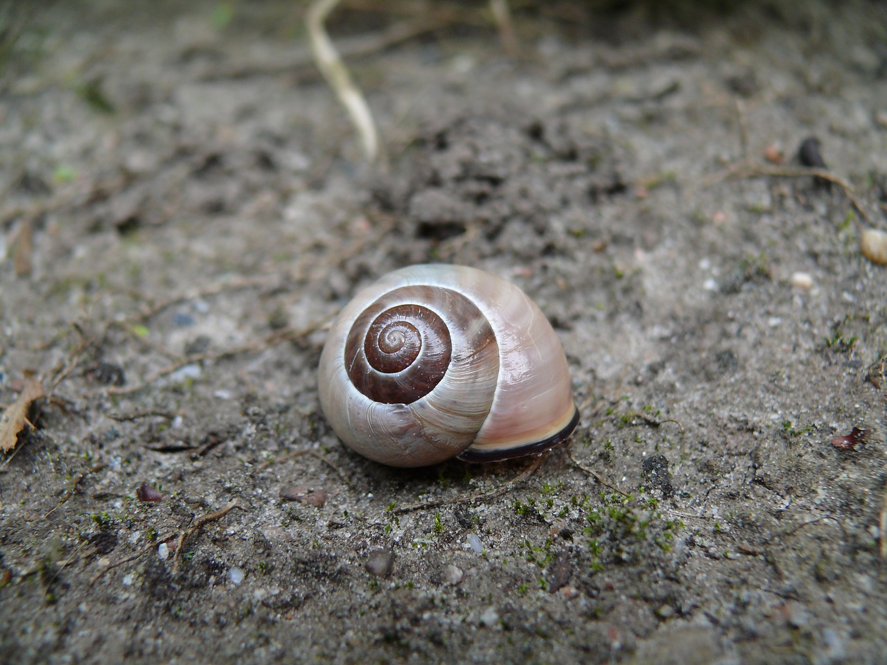 snail brown cochlea free photo