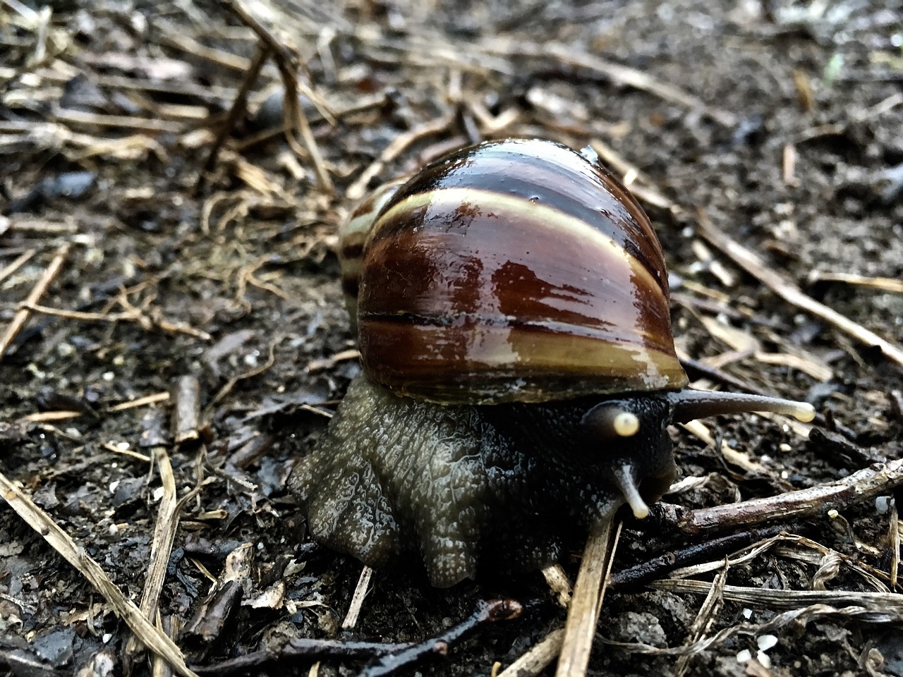 snail slow shell free photo