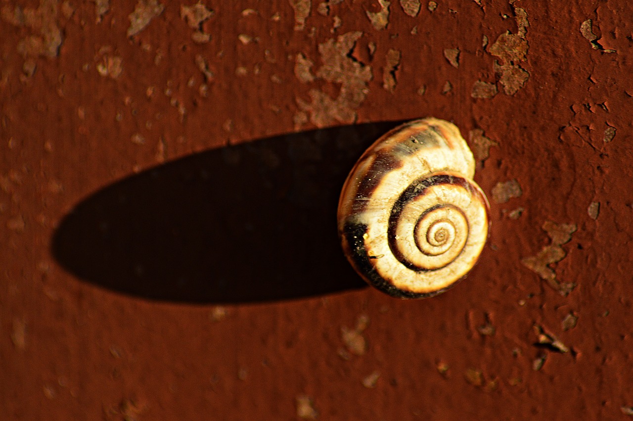 snail snail shell nature free photo