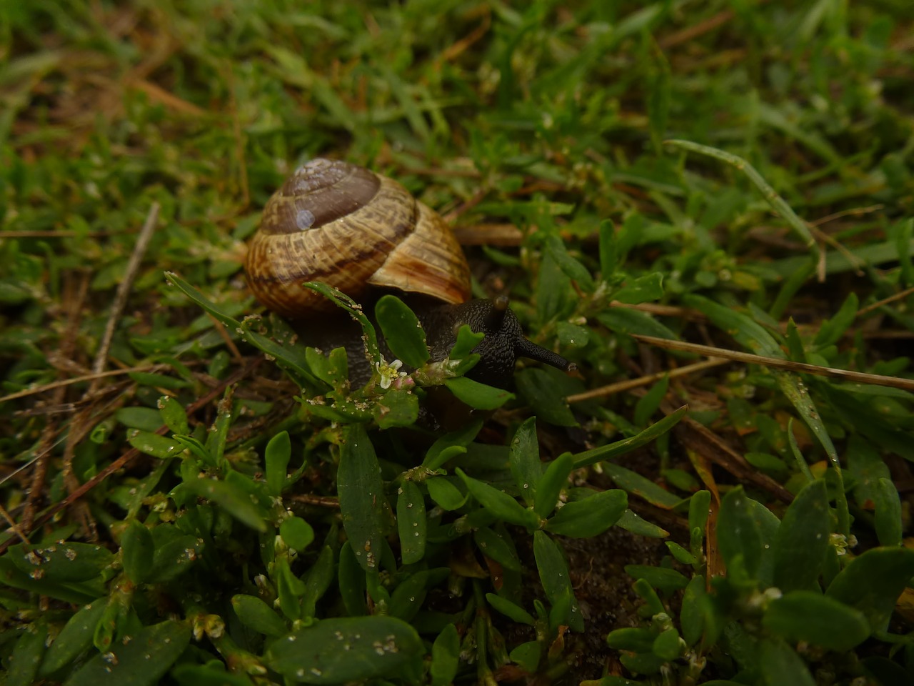 snail nature grass free photo