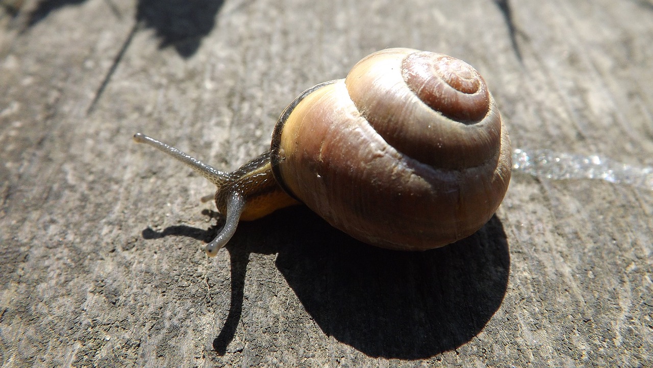 snail molluscum seashell free photo