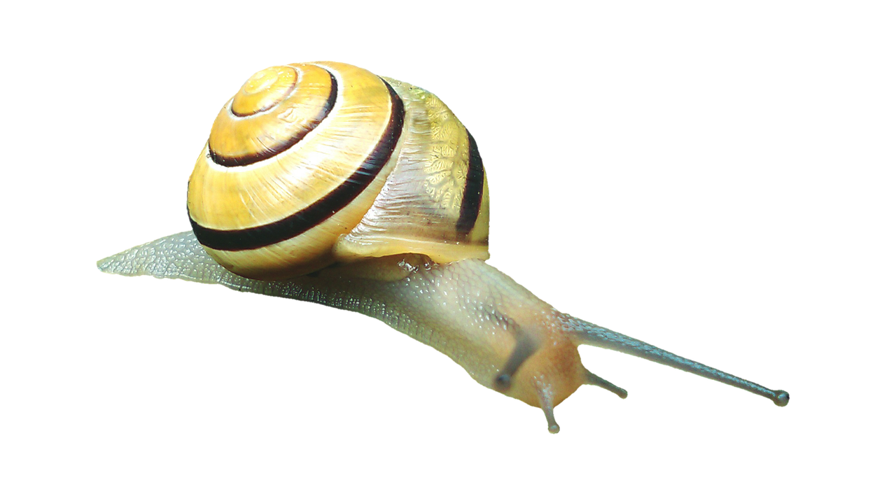 snail shell snail shell free photo