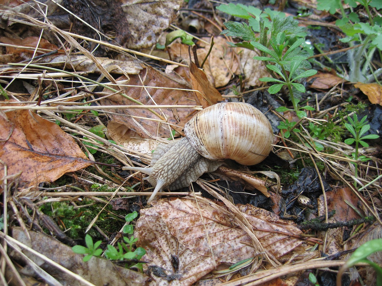 snail leaves shell free photo