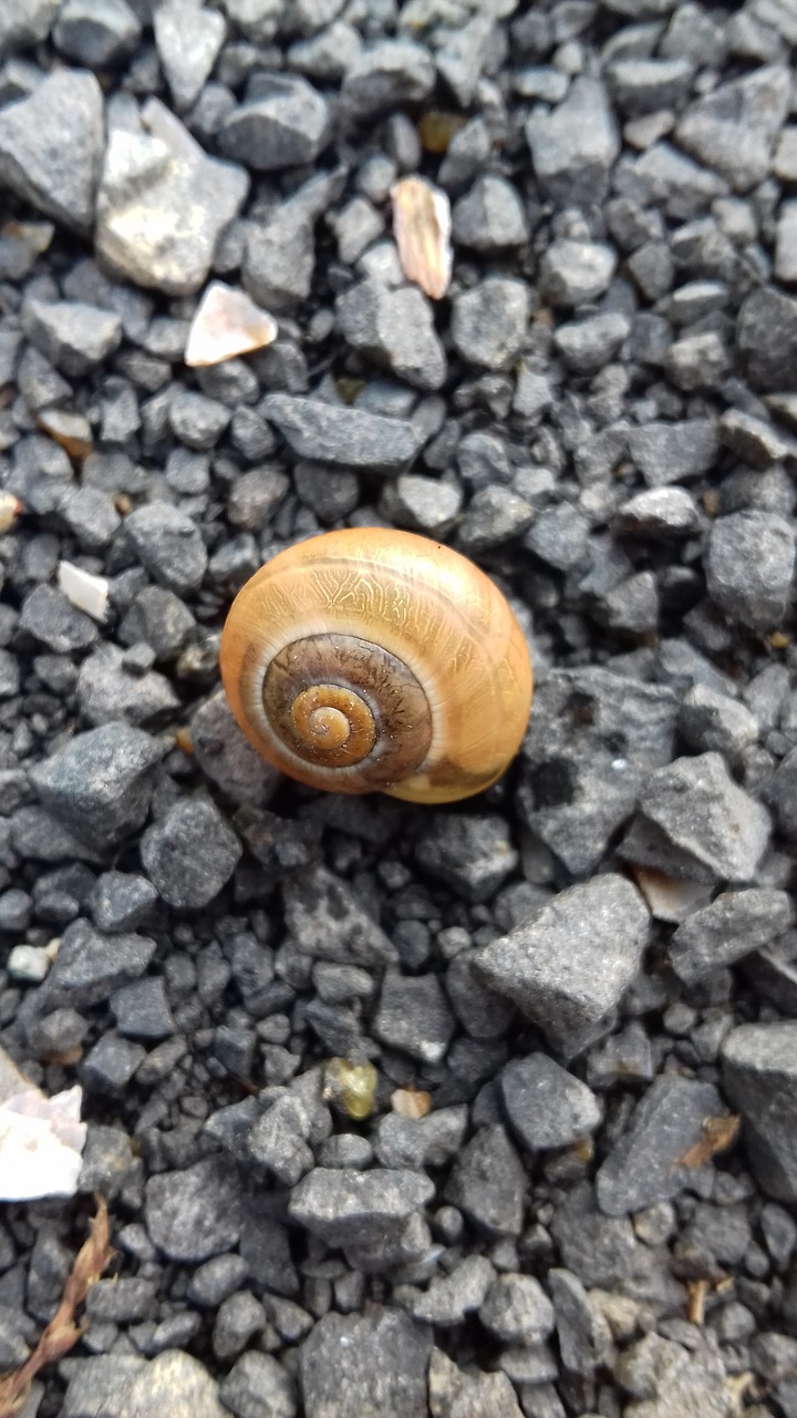 snail autumn seashell free photo