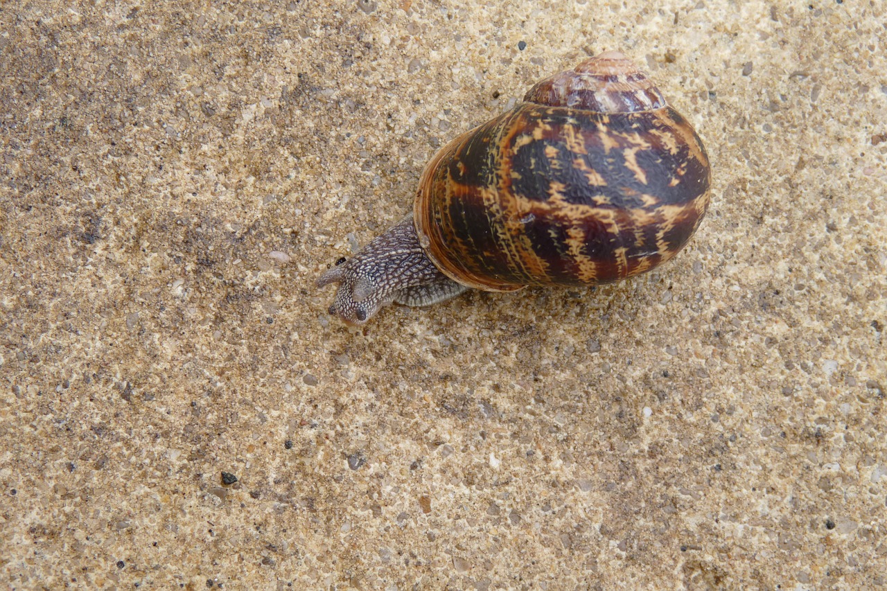 snail animal nature free photo