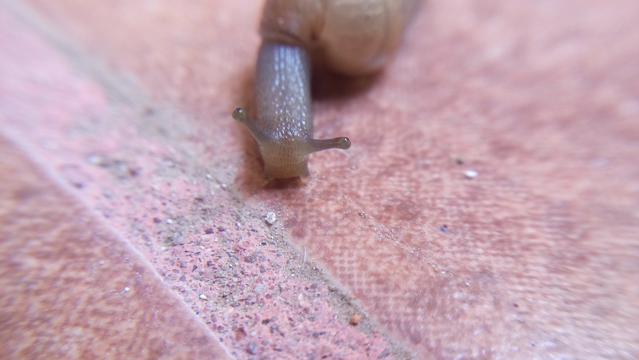 snail invertebrate crawl free photo