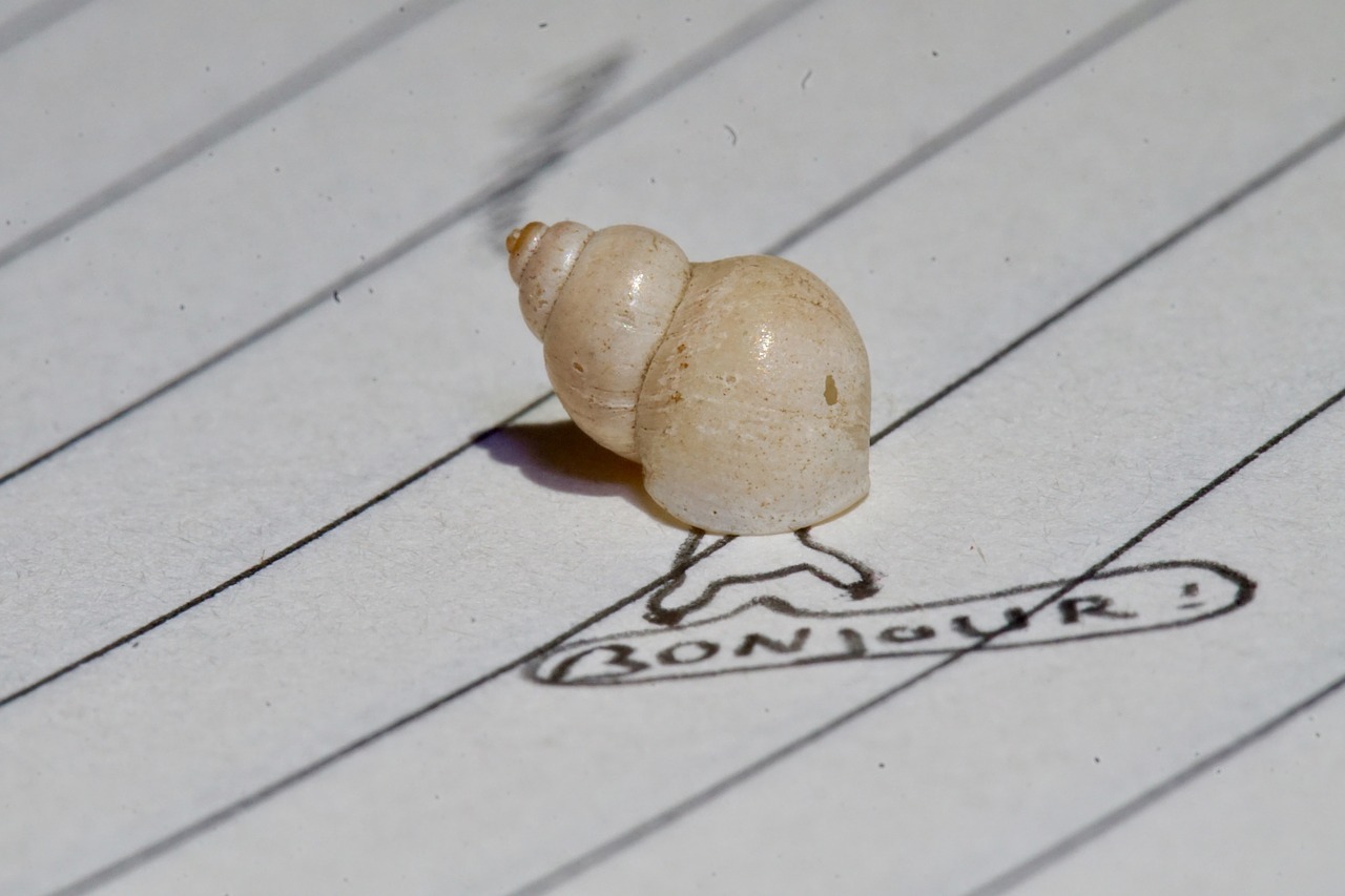 snail slakhuis notebook free photo