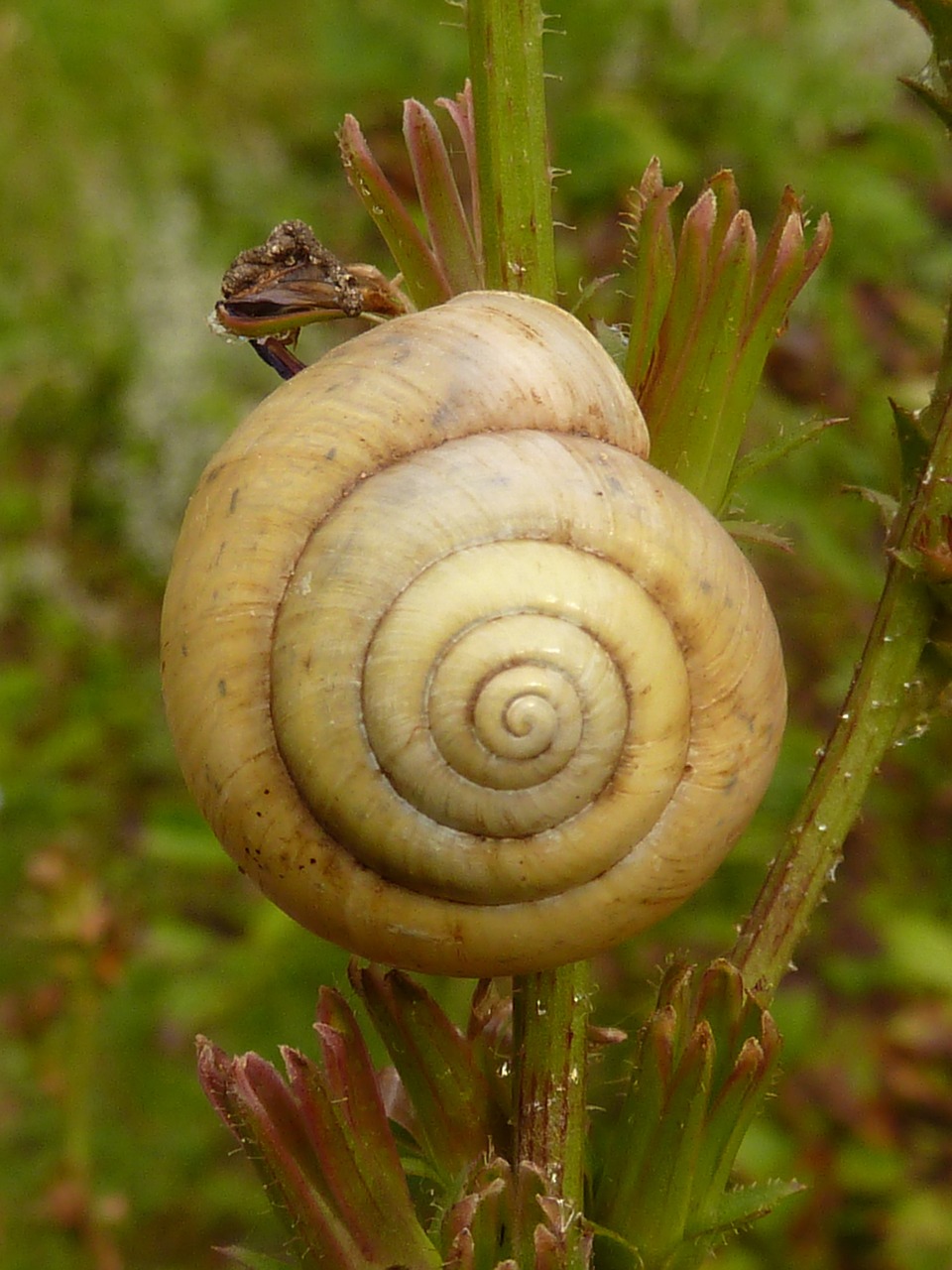 snail shell spiral free photo