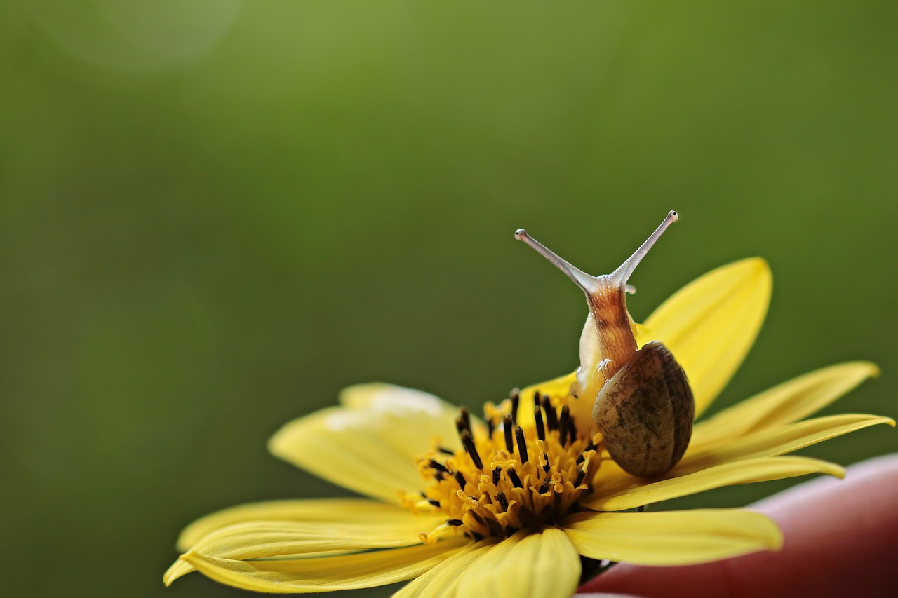 snail va-jay-jay flower free photo