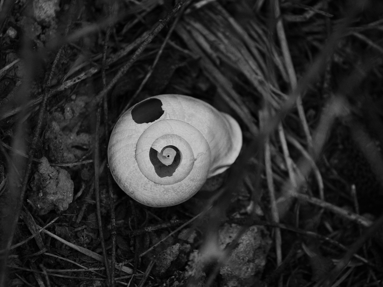 snail cracked kindling free photo