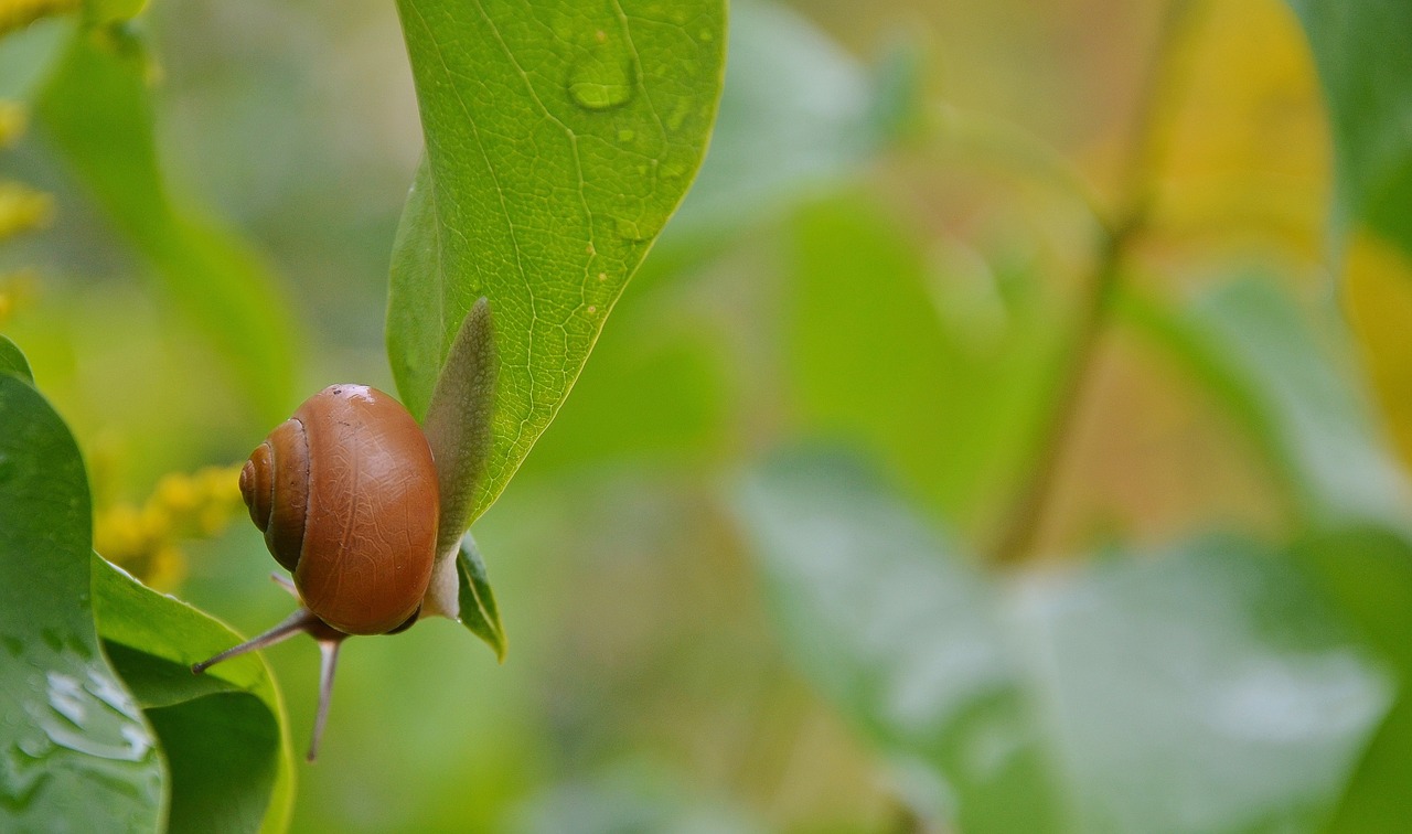 snail animal nature free photo