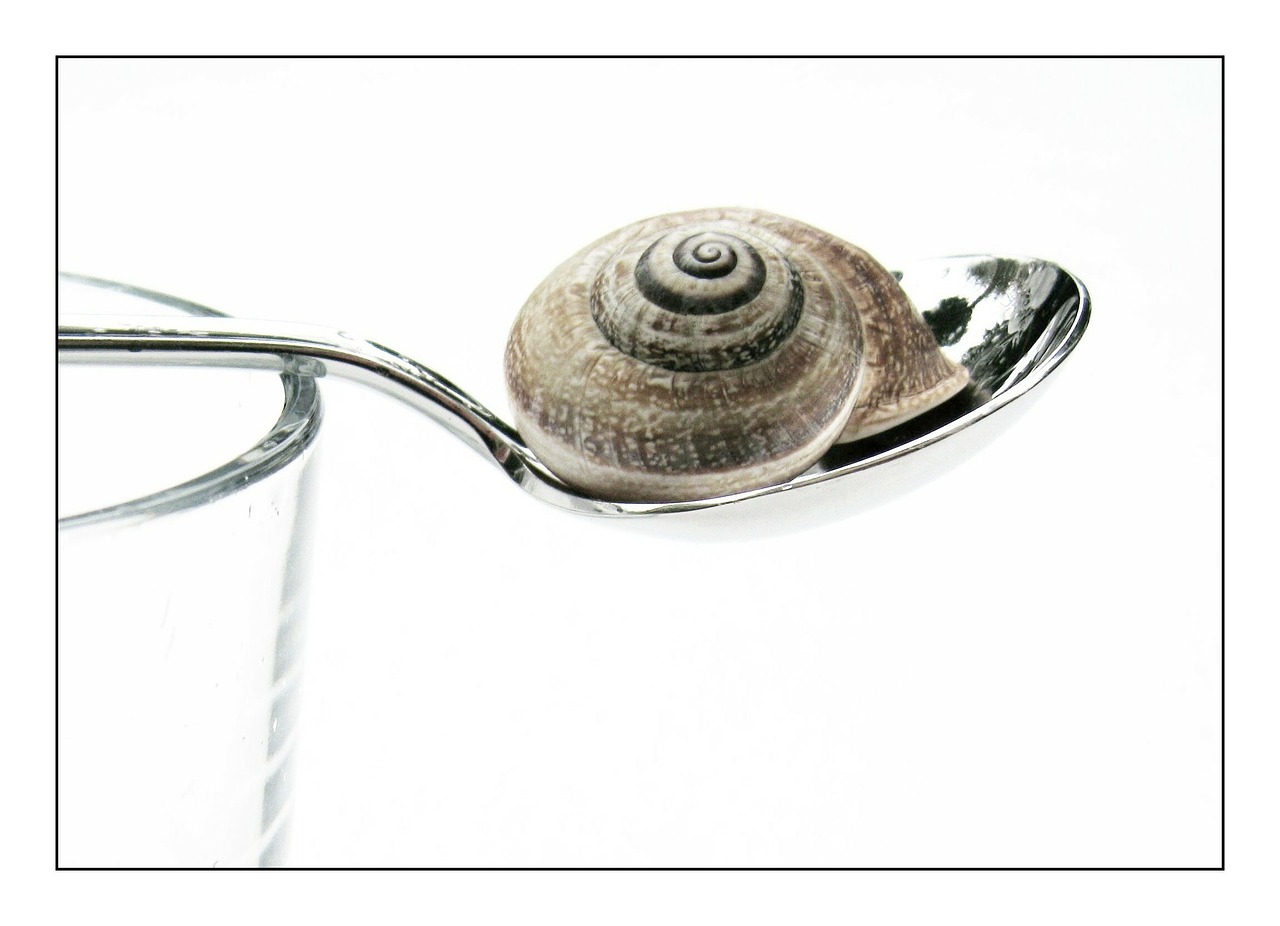 snail shell animal free photo