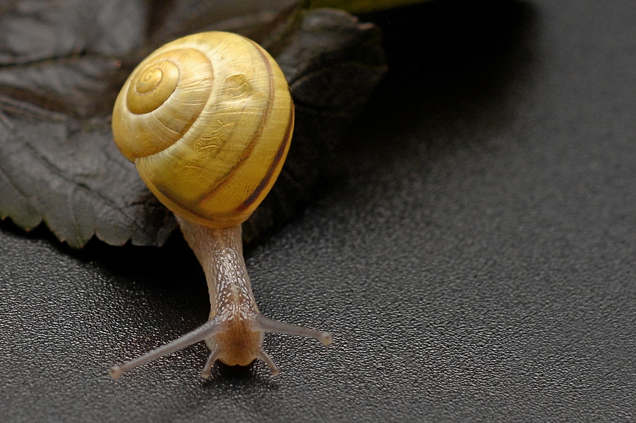 snail crawl shell free photo
