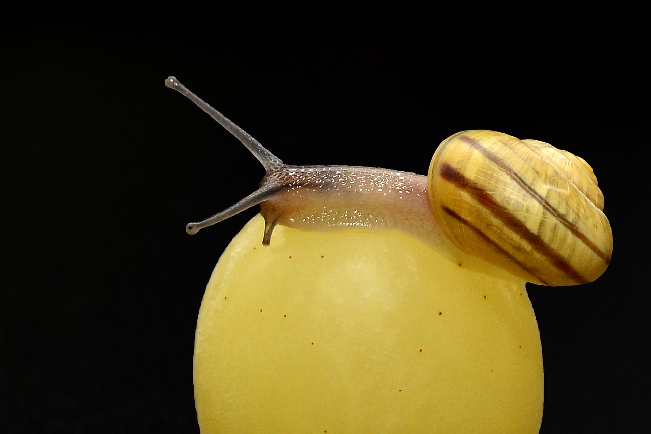 snail crawl shell free photo